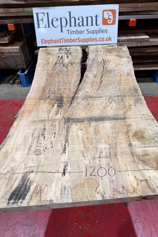 Rippled Sycamore 227